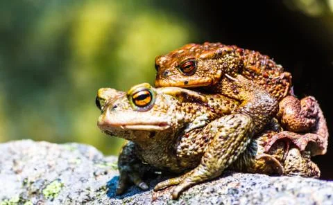 Two mating toads in fall - Germany Stock Photos