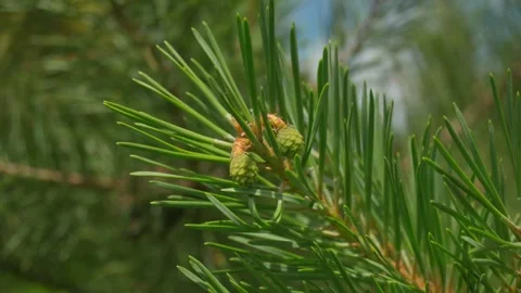 Two maturing closed green Lodgepole Pinecone on a pine branch with green needles Stock Footage 337197178
