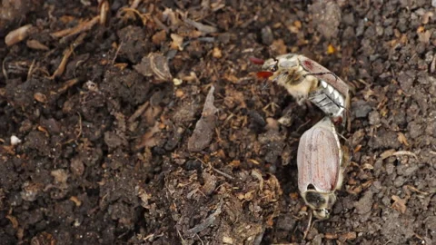 Two May beetles in the soil Stock Footage 197599702