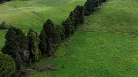 Two meadows or fields of grass separated by a line of trees Stock Footage 234959835