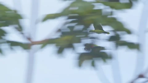 Two Mealy Parrots fly fast across Peru’s Tambopata rainforest, gliding over the Video stock 306046580