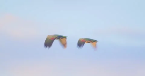 Two Mealy Parrots soar side by side above Peru’s lush Amazon canopy under the 스톡 동영상 307496614