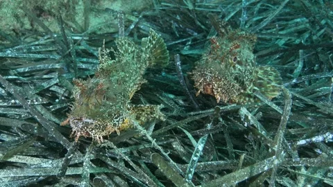 Two Mediterranean Scorpionfish Facing Camera Underwater Stock Footage 334831136
