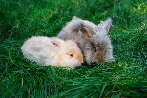 Two medium sized Angora gray and beige rabbits sitting on green grass Stock Photos