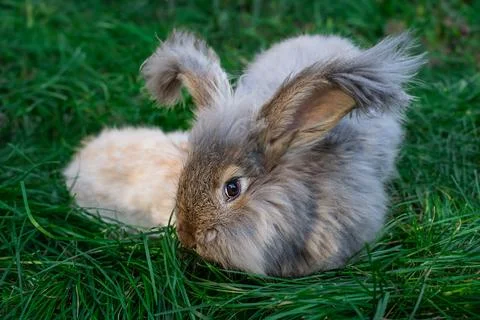 Two medium sized Angora gray and beige rabbits sitting on green grass Stock Photos