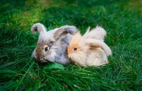 Two medium sized Angora gray and beige rabbits sitting on green grass Stock Photos