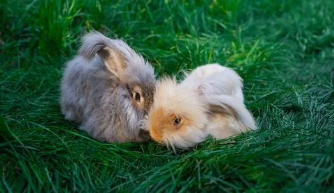 Two medium sized Angora gray and beige rabbits sitting on green grass  Stock Photos
