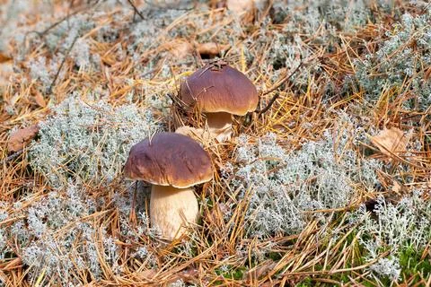 Two medium-sized boletus. White moss of the forest. Boletus edulis Stock Photos