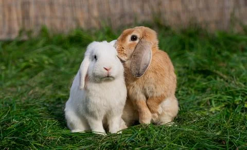 Two medium-sized lop-eared white and red rabbit  Stock Photos