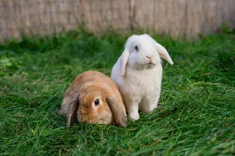 Two medium-sized lop-eared white and red rabbit ram sit on green grass  Stock Photos