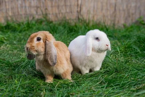 Two medium-sized lop-eared white and red rabbit ram sit on green grass  Stock Photos