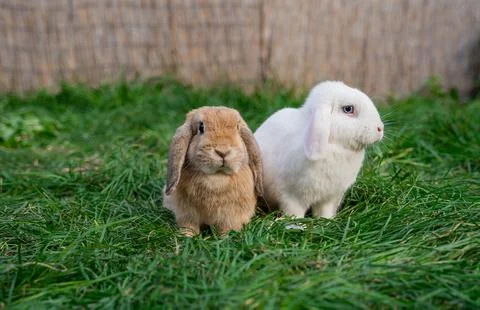 Two medium-sized lop-eared white and red rabbit ram sit on green grass Photos