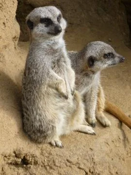 Two Meercats One Looking Away Stock Photos