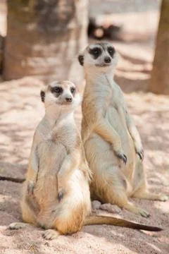 Two meerka Stock Photos