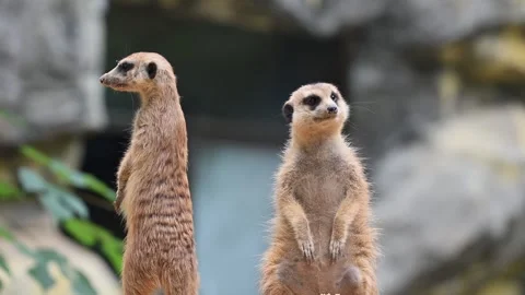 Two meerkats are standing upright and looking around attentively outdoors Stock Footage 346424903