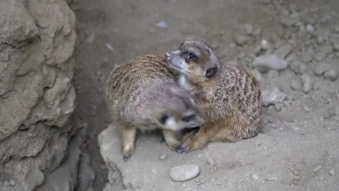 Two meerkats cleaning each other Stock Footage 80058336