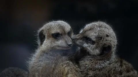 Two meerkats with dark background Stock Photos