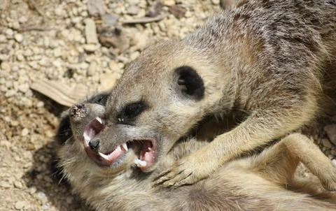Two Meerkats Fighting Stock Photos