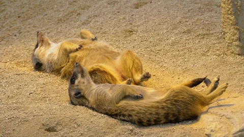 Two meerkats laying down Video stock 116611163