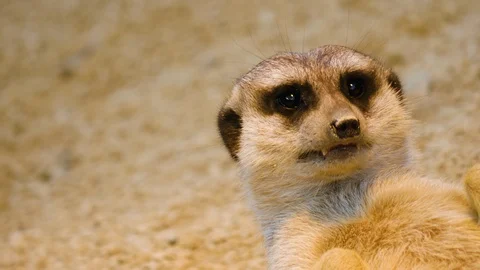 Two meerkats laying down Stock Footage 116611428