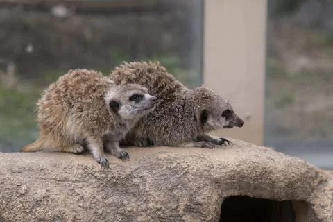 Two meerkats looking to the right Stock Photos