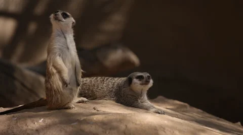 Two Meerkats with one standing and one lying down Stock Footage 32065734