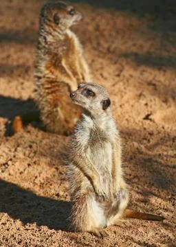 Two meerkats Stock Photos