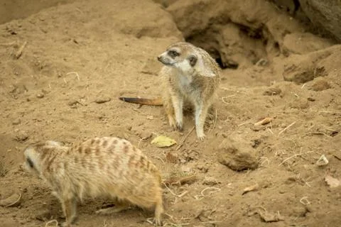 Two Meerkats Stock Photos
