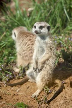 Two meerkats Stock Photos