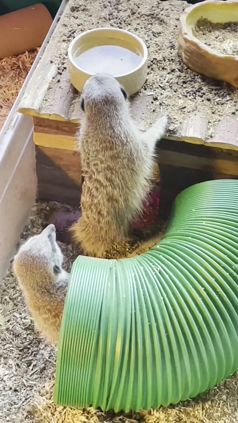 Two meerkats playing with each other in a huge closed enclosure Stock-Footage 234340462