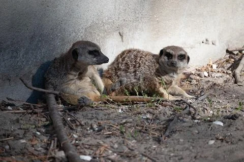 Two meerkats resting together on ground near wall in sunlight Stock Photos