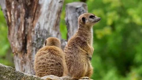Two meerkats sitting next to a tree in an outdoor setting. Stock Footage 278744104