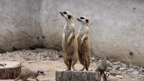 Two meerkats stand alert on a tree stump Stock Footage 340909632