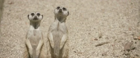 Two Meerkats Standing Up and Looking Around Video stock 202342603