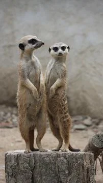 Two meerkats standing upright and alert on a raised platform, looking upwar.. Stockfoto's