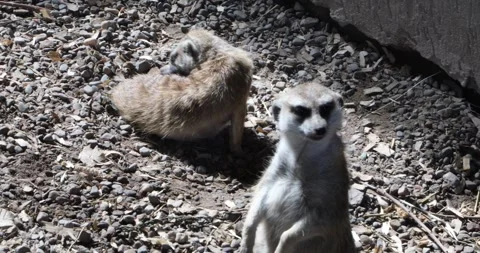 Two meerkats in sunlight: one on guard, one grooming on rocks Stock Footage 320020665