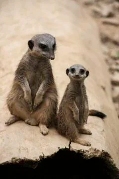 Two meerkats, suricata suricatta Stock Photos