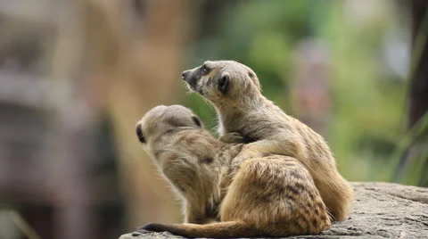 Two Meerkats1 Stock Footage 22725829