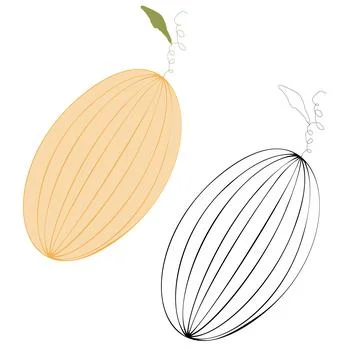 Two melons Иллюстрация