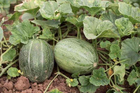 Two melons Stock Photos