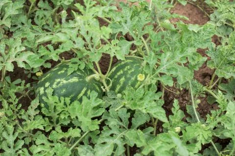 Two melons Stock Photos