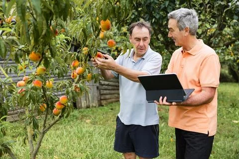 Two men analyzing peaches on tree with tablet in orchard Stock Photos