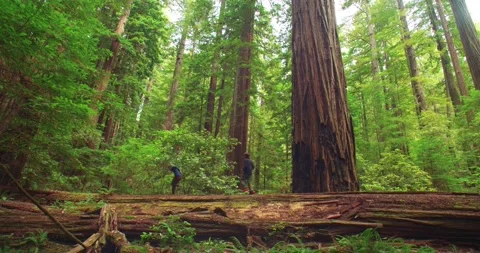 Two Men And Dog Running Right To Left On Giant Log Redwood Forest, California Stock Footage 149695292