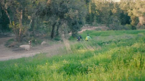 Two men are riding bicycles in the forest at day. Stock Footage 235462709