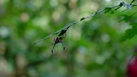 Two men are walking through the forest. Video stock 138001601