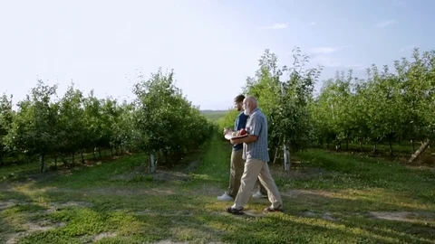 Two men with a beard carry apples Stock Footage 78562265