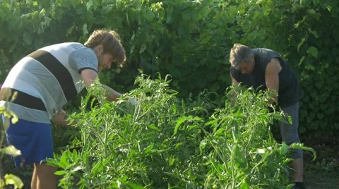 Two men care and clean bush tomato. Checks the quality of plants. Stock Footage 66203123