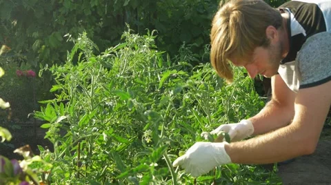 Two men care and clean bush tomato. Checks the quality of plants. Stock Footage 66203177
