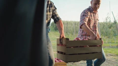 Two men carrying a crate full of apples Stock-Footage 264764585