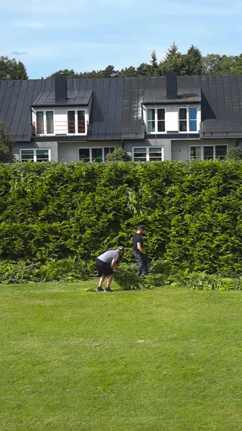 Two men cleaning up trimmed hedge branches in backyard garden Stock Footage 345255941